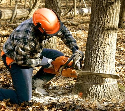 Tree Removal in Bergland, MI